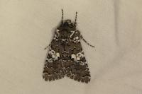 Hadena albimacula