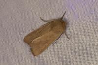 Mythimna sicula