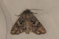 Anarta pugnax