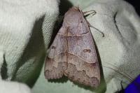 Minucia lunaris