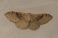 Idaea degeneraria