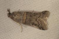Acrobasis