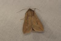 Mythimna unipuncta