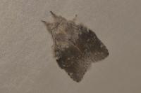 Stauropus fagi