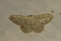Scopula marginepunctata