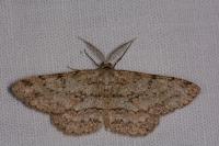 Hypomecis punctinalis