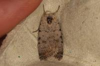Caradrina clavipalpis