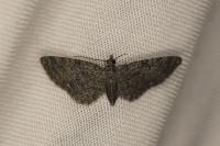Eupithecia cocciferata