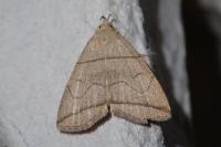 Herminia grisealis