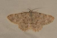 Charissa mucidaria