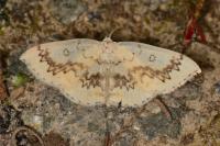 Cyclophora annularia