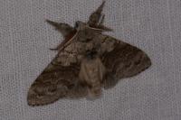 Calliteara pudibunda