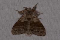 Calliteara pudibunda