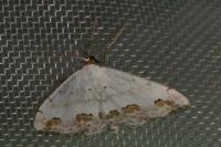 Scopula ornata