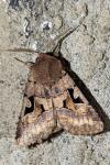 Orthosia gothica