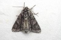 Acronicta auricoma