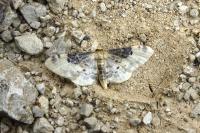 Idaea filicata
