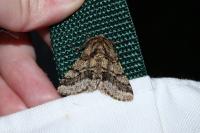Lycia hirtaria