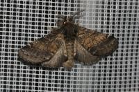 Gluphisia crenata