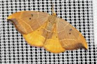 Watsonalla binaria