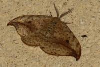 Drepana falcataria