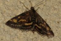 Pyrausta purpuralis