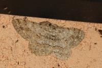 Hypomecis punctinalis