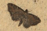 Eupithecia vulgata