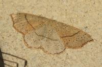 Cyclophora punctaria