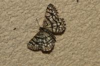 Chiasmia clathrata
