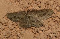 Ectropis crepuscularia