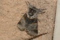 Furcula bifida
