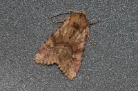 Apamea sordens
