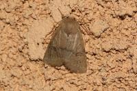 Orthosia cerasi