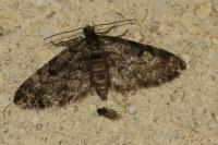 Eupithecia tantillaria