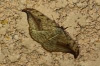 Drepana falcataria