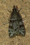 Scoparia ambigualis/basistrigalis