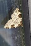 Xanthorhoe fluctuata