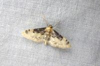 Idaea filicata