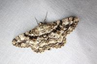 Peribatodes umbraria umbraria