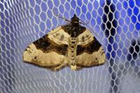 Cosmorhoe ocellata