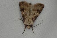 Agrotis puta