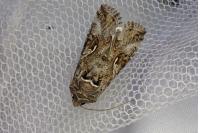 Autographa gamma