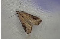 Schrankia costaestrigalis