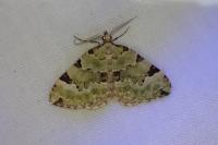 Colostygia pectinataria