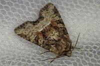Oligia