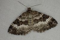 Epirrhoe alternata