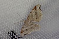Macaria alternata