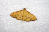 Patania balteata