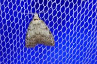 Nola confusalis